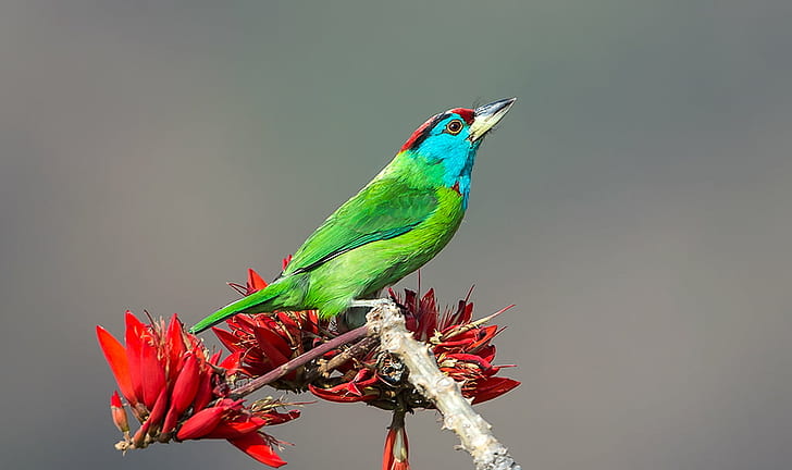 นกสีเขียวและสีน้ำเงินเกาะอยู่บนดอกไม้สีแดงในเวลากลางวัน, นกนางแอ่นคอสีฟ้า, ปลาตะเพียนคอสีฟ้า, นกแก้วสีฟ้า, นกสีฟ้า, ดอกไม้, เวลากลางวัน, Sattal, ต้นปะการังอินเดีย, Nikon D4s, อุตตราขั ณ ฑ์, นก, สัตว์, สัตว์ป่า, ธรรมชาติจะงอยปากสีแดงหลากสีขนนก, วอลล์เปเปอร์ HD