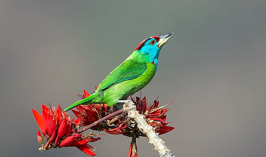 зеленая и синяя птица сидела на красном цветке в дневное время, синегорлый барбет, синегорлый барбет, синегорлый барбет, синяя птица, цветок, дневное время, саттал, индийское коралловое дерево, Nikon D4s, уттаракханд, птица, животное, живая природа,природа, клюв, красный, разноцветный, перо, HD обои HD wallpaper