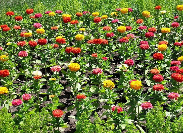 red and yellow flowers, zinnia, flower, flowerbed, green, sunny, colorful, HD wallpaper