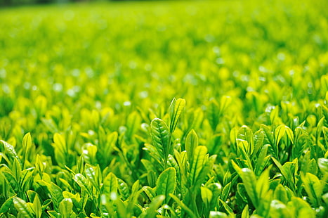 緑の苗、茶畑、苗木、日本、日本、ニコンD300、散歩、春、春、静岡、静岡、植物、緑、緑茶、岩田、自然、緑色、植物、成長、鮮度、葉、農業、畑、背景、夏、屋外、草、 HDデスクトップの壁紙 HD wallpaper