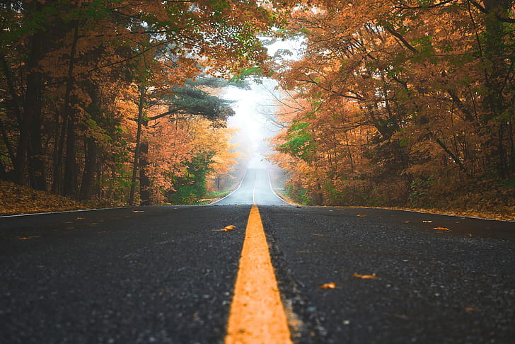 дорога, листья, деревья, HD обои