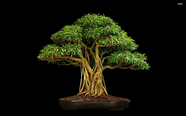 pohon bonsai, bonsai, Wallpaper HD