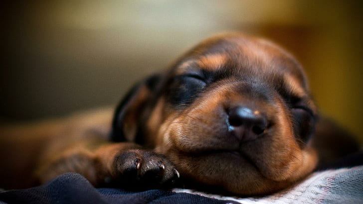 A Wonderful Dream, brown and black short coated puppy, puppy, cute, cuddly, peaceful, sweet, sleep, dream, smile, adorable, animals, HD wallpaper