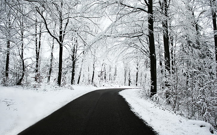 väg, snö, träd, svart, vit, vinter, skog, natur, HD tapet