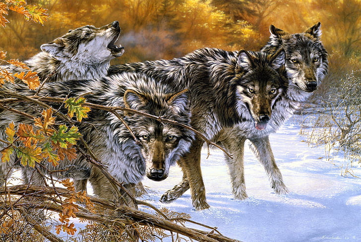 Linguagem corporal, quatro lobos preto-cinza-e-marrom pintando, artísticos, lobos, selvagens, animais, HD papel de parede
