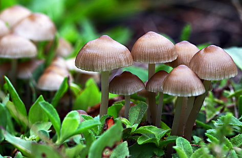 closeup photo of mushrooms, baby, mushrooms, closeup, photo, nature, macro, fungus, autumn, forest, close-up, mushroom, plant, season, HD wallpaper HD wallpaper
