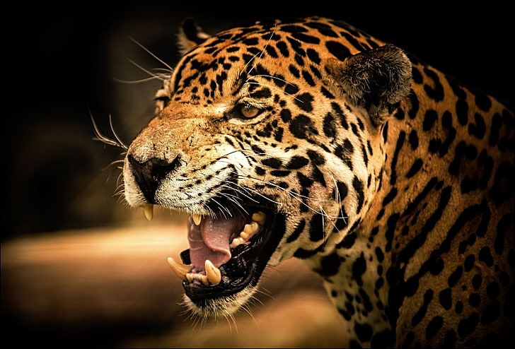 yetişkin leopar, leopar, yüz, dişler, gözler, HD masaüstü duvar kağıdı