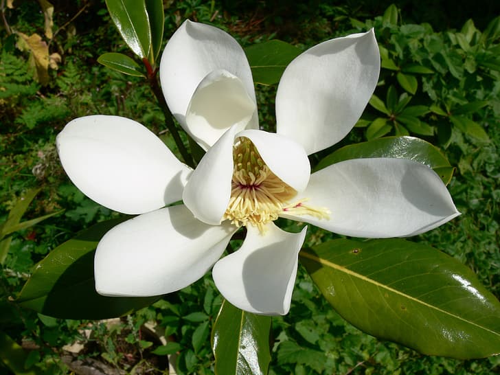 greens, background, stamens, Magnolia flower, white petals, luster leaf, flowering white Magnolia, HD wallpaper