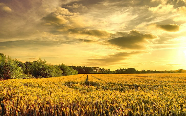 Пшенично поле в изгрева, зелено оризово поле, природа, 1920x1200, изгрев, поле, пшеница, HD тапет