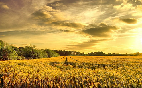 Campo de trigo en la salida del sol, campo de arroz verde, naturaleza, 1920x1200, amanecer, campo, trigo, Fondo de pantalla HD HD wallpaper
