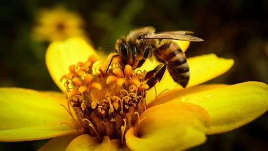 пчелы, насекомые, цветы, макро, животные, HD обои HD wallpaper