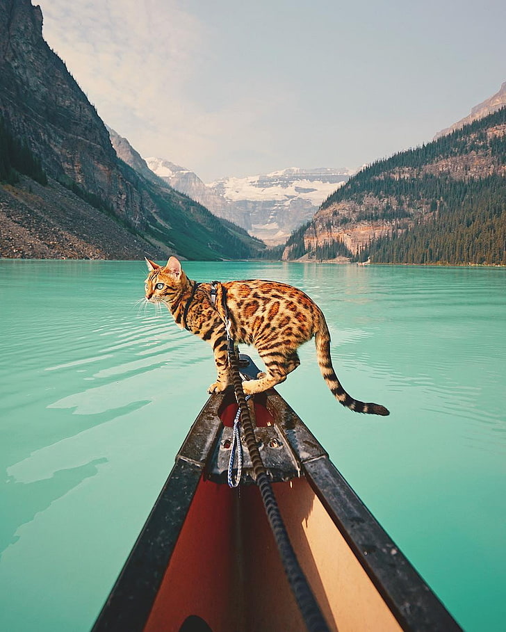 gato marrón y negro, gato, paisaje, montañas, agua, árboles, animales, bote, Fondo de pantalla HD, fondo de pantalla de teléfono