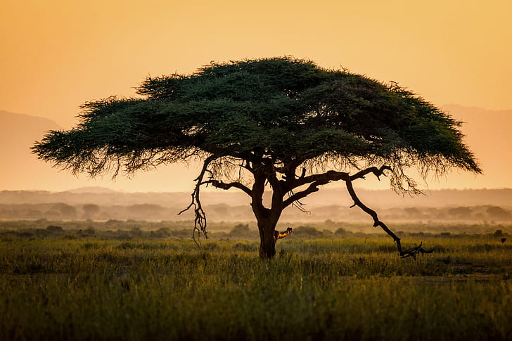 ต้นไม้บนพื้นหญ้าตอนกลางวัน, vachellia, อุทยานแห่งชาติ amboseli, เคนยา, vachellia, อุทยานแห่งชาติ amboseli, เคนยา, อะคาเซียหนามร่ม, Vachellia tortilis, พระอาทิตย์ขึ้น, อุทยานแห่งชาติ Amboseli, เคนยา, แอฟริกาตะวันออก, ทุ่งหญ้า, ตอนกลางวัน, ภูมิประเทศ, แสงยามเช้า , แสงยามเช้า, ธรรมชาติ, แอฟริกา, ต้นไม้, ต้นอะคาเซีย, สะวันนา, พระอาทิตย์ตก, นามิเบีย, ซาฟารี, วอลล์เปเปอร์ HD