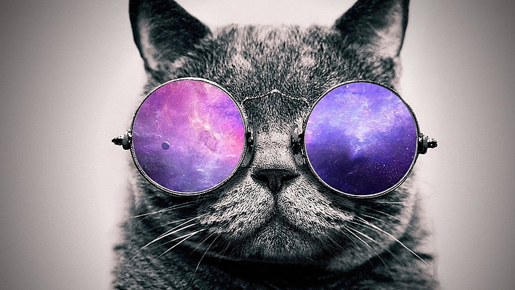 котка, носеща лилави слънчеви очила с лещи фотография, произведения на изкуството, цифрово изкуство, котка, очила, животни, HD тапет