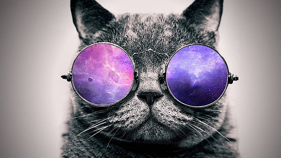 котка, носеща лилави слънчеви очила с лещи фотография, произведения на изкуството, цифрово изкуство, котка, очила, животни, HD тапет HD wallpaper