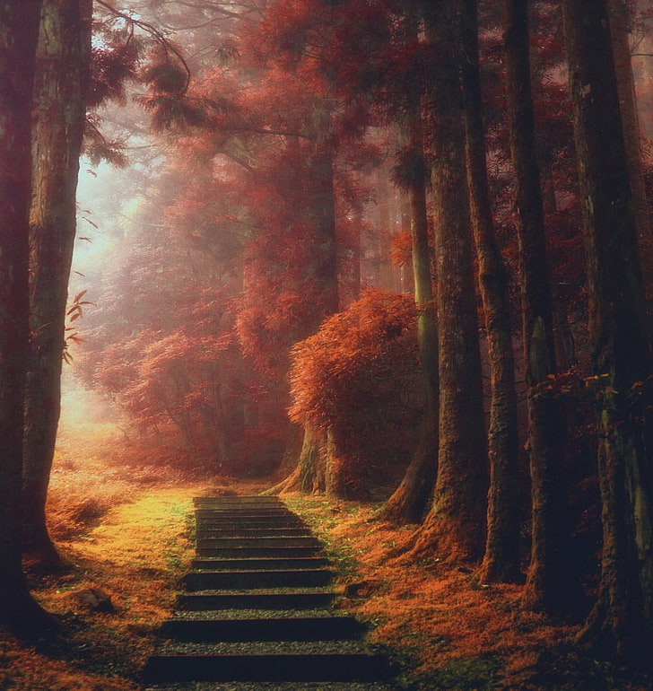 лестница и роспись по дереву, природа, пейзаж, магия, тропинка, деревья, туман, осень, листья, лестницы, дневной свет, HD обои, телефон обои