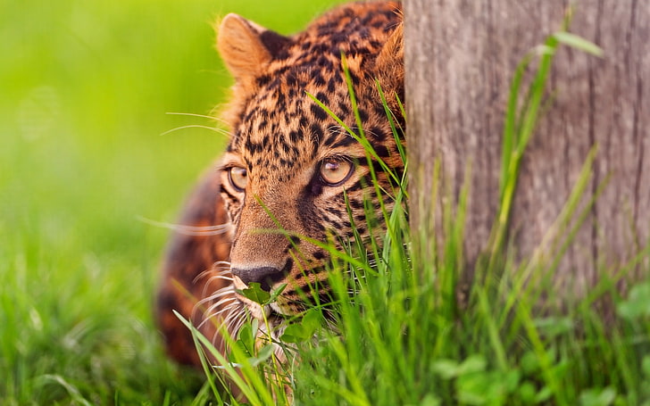 vuxen leopard, leopard, gräs, trä, hud, lögn, ansikte, HD tapet