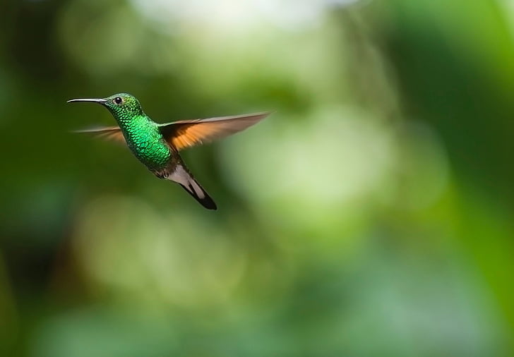 selective focus photo of green and brown hummingbird, Hummingbird, Trochilidae, Bokeh, HD, HD wallpaper