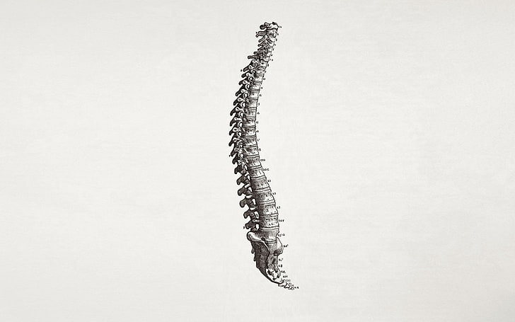 long gray animal bone sketch, spine, simple background, minimalism, bones, medicine, HD wallpaper