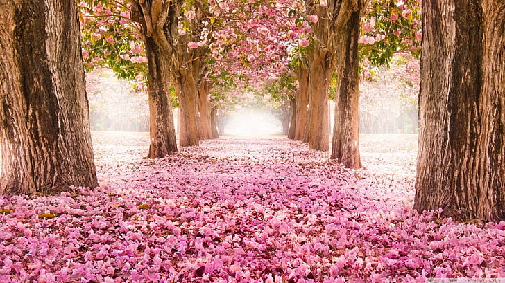 pink flowers, cherry blossom, nature, HD wallpaper