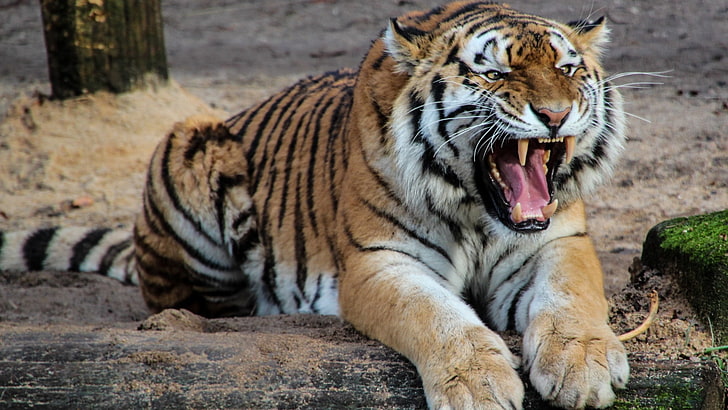 tiger widescreen desktop, HD wallpaper