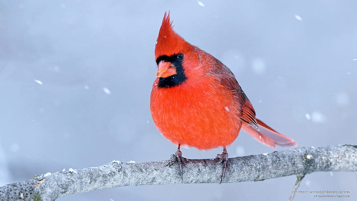 Northern Cardinal, Etobicoke, Ontario, Birds, HD wallpaper