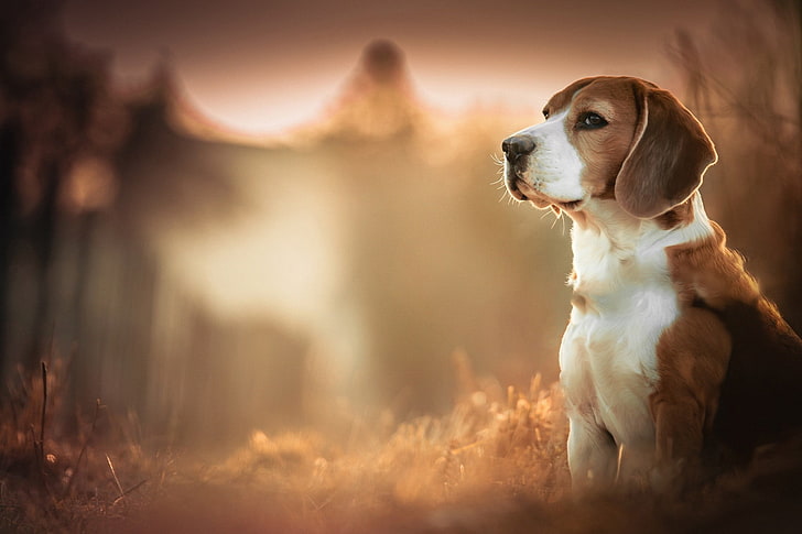 adult short-coated tan and white dog, Beagles, dog, blurred, depth of field, animals, HD wallpaper