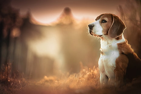 adult short-coated tan and white dog, Beagles, dog, blurred, depth of field, animals, HD wallpaper HD wallpaper