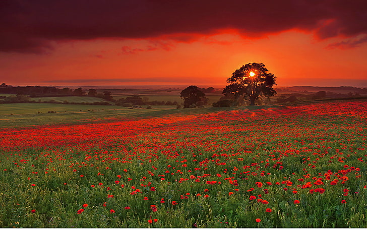 red poppy flower field, the sun, trees, sunset, bright, Maki, Field, the evening, HD wallpaper