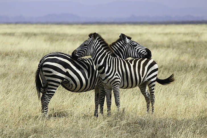 Safari, Paar Zebras, Zebras, Safari, Serengeti, HD-Hintergrundbild