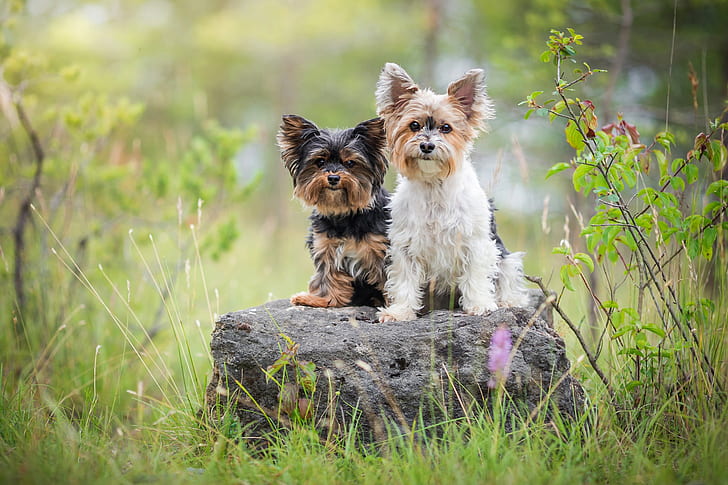 greens, dogs, summer, grass, look, nature, pose, stone, two, portrait, dog, pair, a couple, friends, sitting, two dogs, Yorkshire Terrier, York-Terrier, HD wallpaper