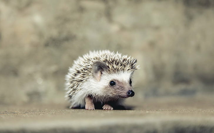 animal, baby, hedgehog, HD wallpaper
