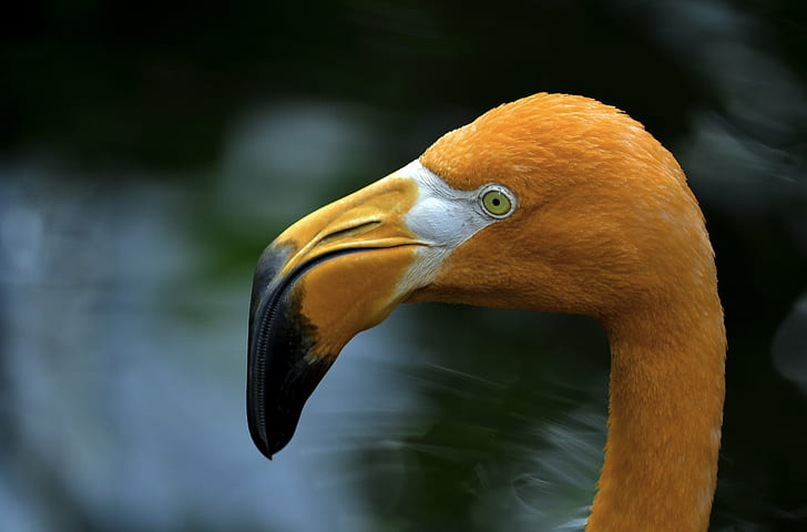 การถ่ายภาพโฟกัสแบบเลือกของ Aves โค้งสีส้ม Aves นกกระเรียนนกฟลามิงโกนกฟลามิงโกเลือกโฟกัสการถ่ายภาพเส้นโค้งจะงอยปาก Aves นกนกสัตว์น้ำสัตว์ธรรมชาติกลางแจ้งธรรมชาติมีสีสันส้มดำดำน้ำเงินสัตว์ป่า , สัตว์, ขนนก, สัตว์ในป่า, วอลล์เปเปอร์ HD