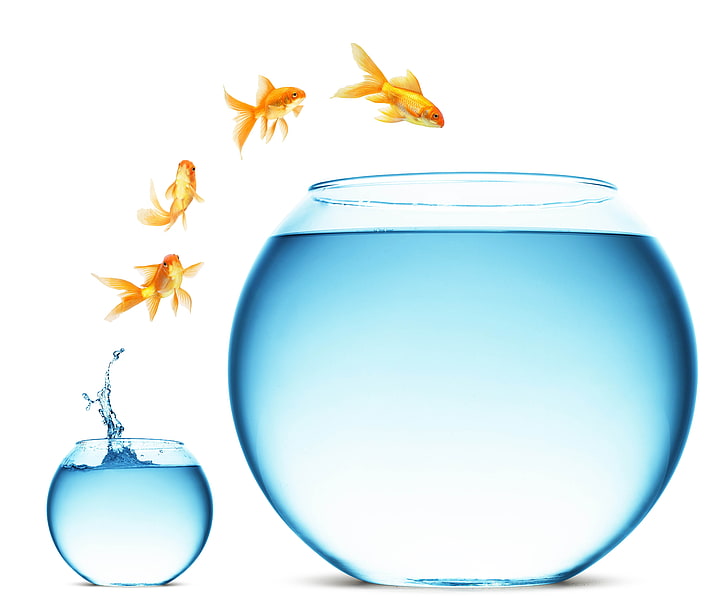 goldfish and clear glass fish bowl illustration, fish, jump, change, aquariums, white background, HD wallpaper