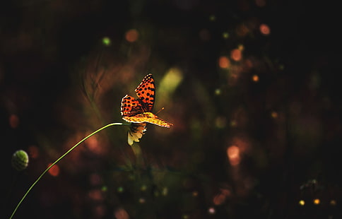 borboleta de vírgula, foto de close-up de laranja e preta grande borboleta fritillary spangled, animais, inseto, macro, lepidópteros, HD papel de parede HD wallpaper
