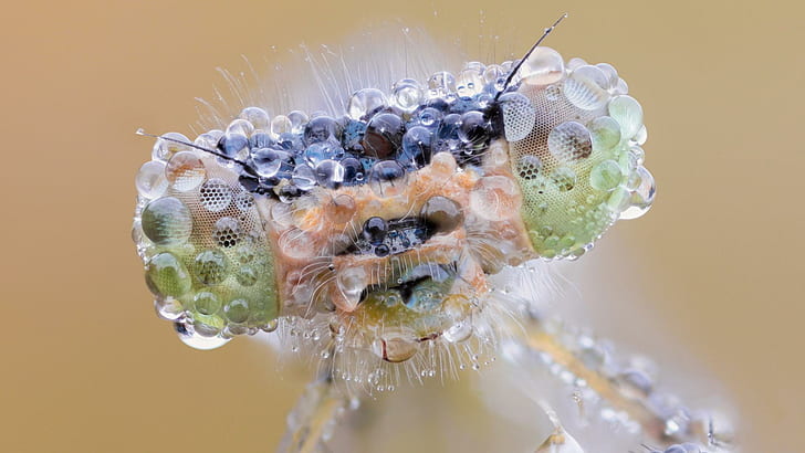 Preying Mantis Head, вода, богомол, насекомое, 3d и аннотация, HD обои