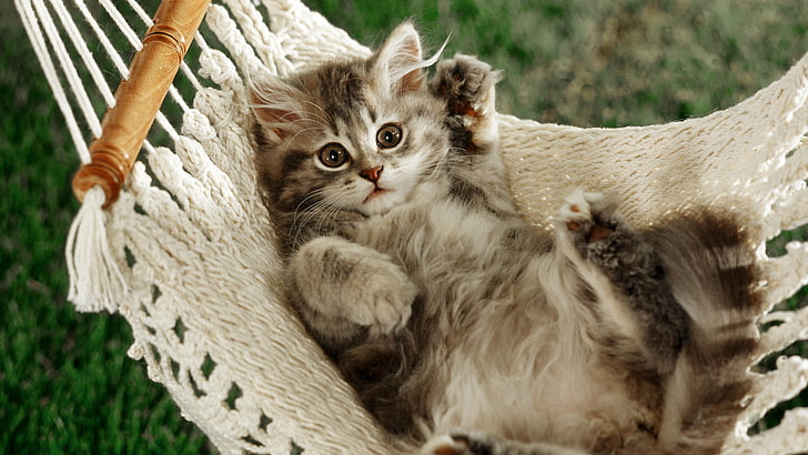 brown tabby kitten, cat, paws, hammock, HD wallpaper