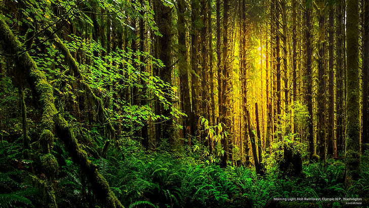 Cahaya Pagi, Hutan Hujan Hoh, Olympic N.P., Washington, Taman Nasional, Wallpaper HD
