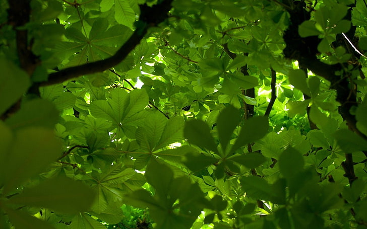 지구, 잎, 단풍, 초록, HD 배경 화면