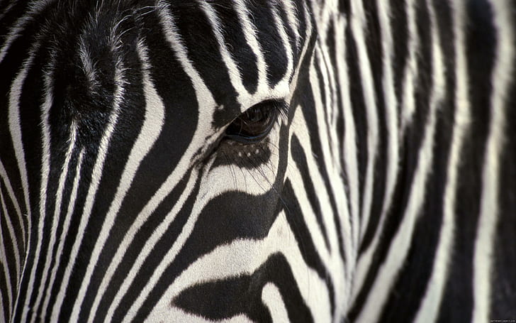 Zebra di foto zebra, zebra, hewan yang sangat dekat dan dekat, Wallpaper HD