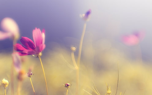 Flower Warm Blur HD, природа, цвете, размазване, топло, HD тапет HD wallpaper