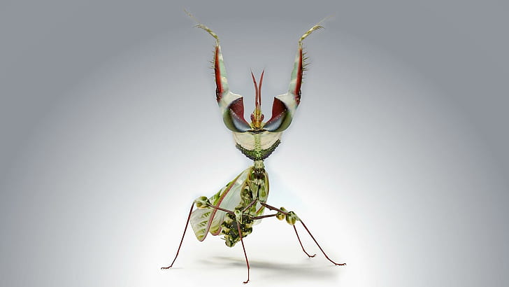 Devil´s Flower Mantis, зелено червено и бяло богомолка, богомолка, природа, красива, богомолка, животно, дявол, насекомо, цветно, diabolica, цветна дъга, 3d и, HD тапет