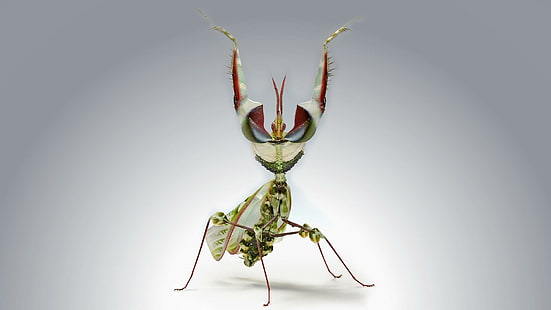 Devil´s Flower Mantis, зелено червено и бяло богомолка, богомолка, природа, красива, богомолка, животно, дявол, насекомо, цветно, diabolica, цветна дъга, 3d и, HD тапет HD wallpaper