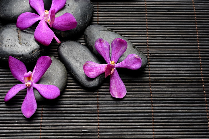 purple petaled flowers, flowers, stones, black, Spa, purple, bamboo, zen, HD wallpaper