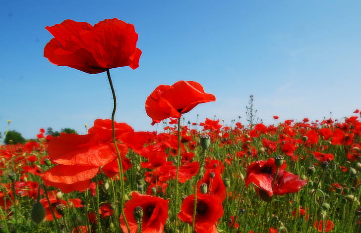 bed of red Poppies, bed, red Poppies, flowers, field, poppy, nature, red, flower, sky, summer, plant, rural Scene, outdoors, beauty In Nature, springtime, meadow, HD wallpaper
