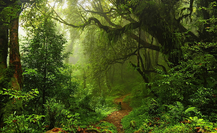 Caminho tropical úmido, floresta verde, natureza, florestas, HD papel de parede