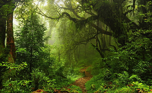 Fuktig tropisk stig, grön skog, natur, skogar, HD tapet HD wallpaper