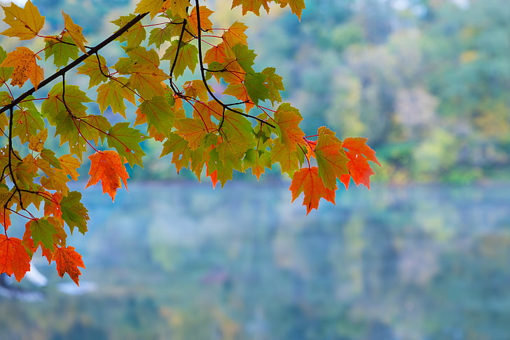 hijau, oranye, dan pohon berdaun kuning, daun, latar belakang, cabang, maple, musim gugur, Wallpaper HD