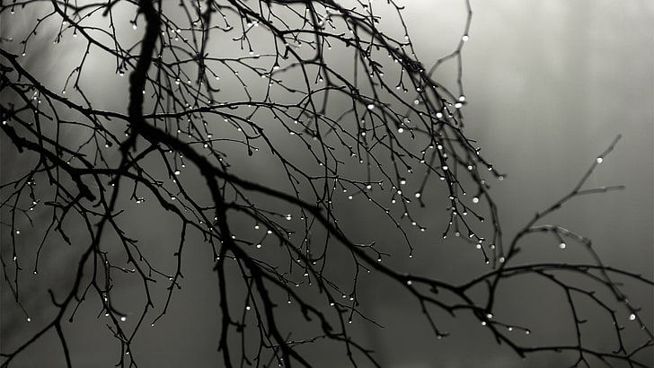 selective focus photography of plant, rain, nature, wood, landscape, trees, branch, minimalism, water drops, monochrome, depth of field, mist, HD wallpaper