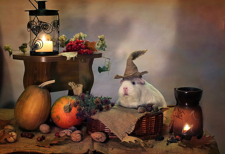 autumn, animals, humor, candles, October, pumpkin, Halloween, composition, Guinea pigs, HD wallpaper